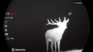 HUNGARY deer hunting