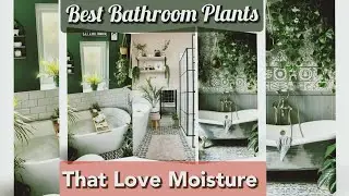 Best Bathroom Plants That Thrive in Humidity and Moisture l Indoor Plants For Bathroom l Bathroom