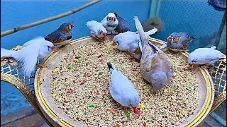 Itne alag colors phir bhi pure bonding 😍 Finch family ka combo hi alag level ka hai 🔥✨