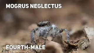 Mogrus neglectus (Simon, 1868) (fourth-male)