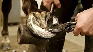☀️ Draft hoof care essentials in wet weather 🌻 #HoofBoots #StableTips #StableTips