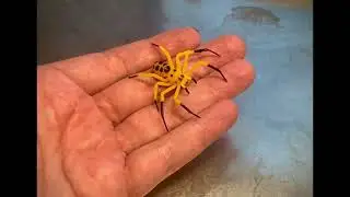 Eight-spotted Crab Spider (Platythomisus octomaculatus) - Borosilicate Glass Sculpture