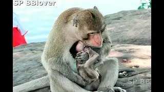 King Alpha Balu Monkey Accept Baby Charles But Strong Alpha No