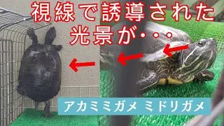 アカミミガメ 妹亀の視線を追うと姉亀がとんでもなくダイナミックだった【 turtles 】