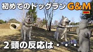 初めてのドッグランG＆M（御船町）季桜と蓮との反応は…