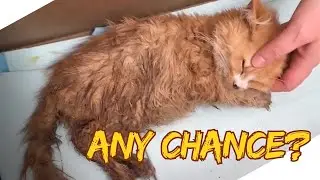 One second. One turn away. And this cat wouldn’t have survived.