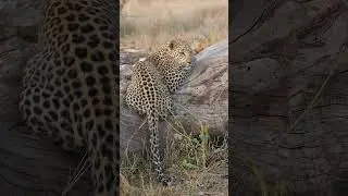 Leopard Relaxing in Nature while thinking about hunting antelope near by in Kruger Park