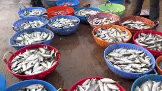 Mangalore Fishing Port / Meen Dhakke @ Dsouza&rsquo;s Vlogs