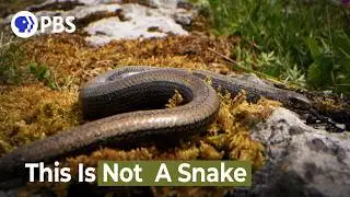The Slow Worm Is Not a Worm