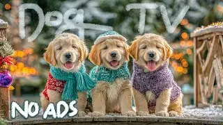 12 Часов Успокаивающей Музыки для Собак 🐾 Музыка против Тревожности для Собак Дома Одних 🐶 Dog TV