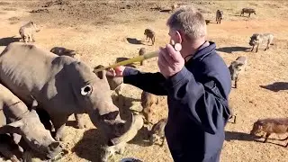 Radioactive isotopes protect South Africa's rhinos from poaching
