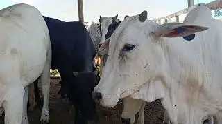 Pesando e apartando novilhas gordas pra vender 🤠🚚