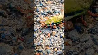 Big snake is eaten by tamarind ants || #shorts #challenge
