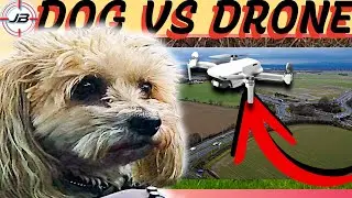 Taking My Dog to the Biggest Field I Could Find 🐶