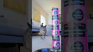[kitty taste test] Dave&rsquo;s Pet Food Beef & Chicken recipe for cats
