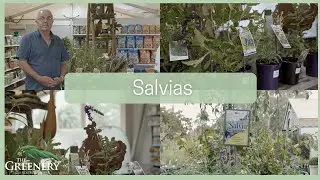Salvia Varieties & How to Care for Them | The Greenery Garden & Home