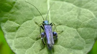 &OElig;d&eacute;m&egrave;re noble (Oedemera nobilis) False oil beetle