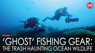 'Ghost' fishing gear: the trash haunting ocean wildlife