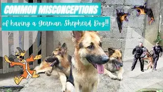 Common Misconceptions of having a GSD Dog