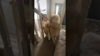 Cat falls from stairs and breaks a table #funny #fail #short #cats