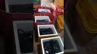 22 ngàn con về ngã 6 ae nào cần con giống liên hệ với e sđt 0358643048/0961319048