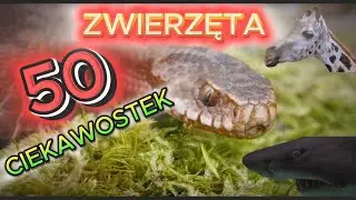 50 CIEKAWOSTEK O ZWIERZĘTACH