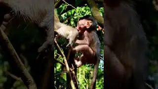Cute Julina mum takes care her sweet baby with full milk and go walking on #babyanimal #babymonkey