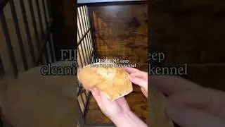 FIRST TIME in 3 months deep cleaning my dog's kennel #cleaning #vlog #dogsofyoutube #dogmom #dogs