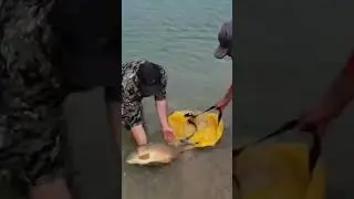 Releasing native golden carp💪⛵😉#fishing #carpfish #fish #dj #carp