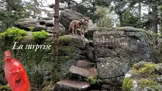 La surprise du grand tetras. #06.043
