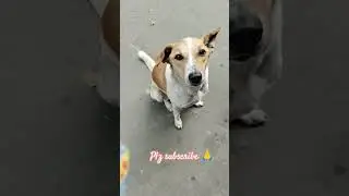 Save Dogs Love Dogs🐕🐕.#subscribe #dogs#dogslove#helpdogs#petslovers#streetdogs#follow#support