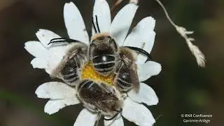 Le r&ocirc;le cach&eacute; des 