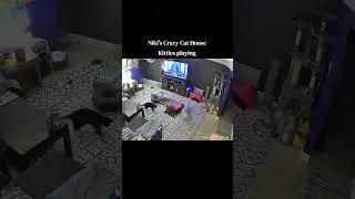 #NikisCrazyCatHouse #Cat #Cats #Cute #Love #Life #Live #Happy #video #tiktok #YouTube #lol 