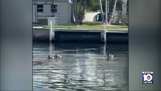 Key deer spotted swimming across canal near Big Pine Key
