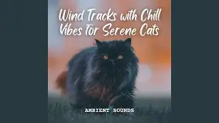 Gentle Whisker Serenade