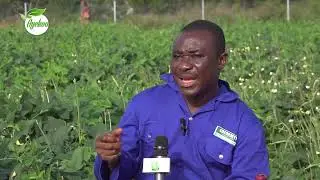 AYEKOO: QUALITY SEEDS FOR 2025 FARMING SEASON FROM CSIR SARI, TAMALE