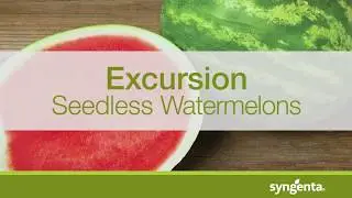 Excursion Seedless Watermelon Variety