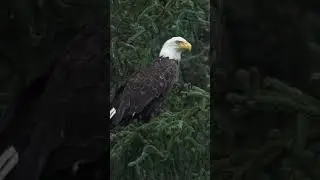The majesty of a bald eagle 🦅