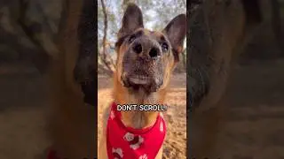 My Fur Baby #puppy #germanshepherd  #cute #shorts #youtubeshorts #fyp #viral #gsd