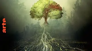 L'arbre qui cache la for&ecirc;t | Documentaire | ARTE