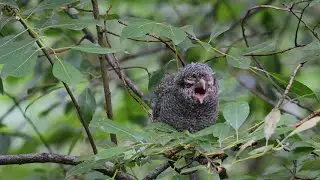 Flammulated Owl Fledgling