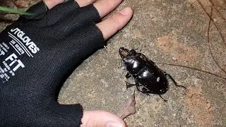 今は採集不可能な幻のクワガタに出会うことが出来ました...