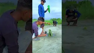 Nature fruits amazing videography with hut #nature #farming #amazing #videography #creative #shorts