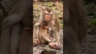 so cute baby monkey Linx With mom monkey Luna #shortvideo