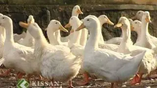 Activities of Duck Farm, Niranom, Kuttanadu : A feature story