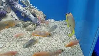 Parasite dip on a saltwater fish for an hour WOW!
