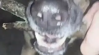 Harley riding & Playing Fetch w/ Buddy the German Shepherd #dyna,#dog,#fyp 