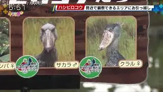 ハシビロコウが生息地を再現したエリアにお引っ越し　神戸どうぶつ王国