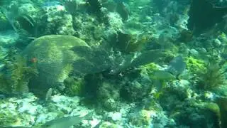 John Pennekamp Coral Reef State Park - Snorkeling Tour - Key Largo, FL - 8