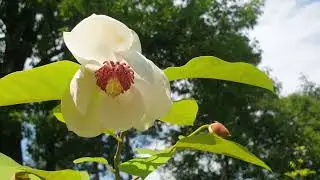Magnolia wilsonii &scaron;&aacute;cholan Wilsonův